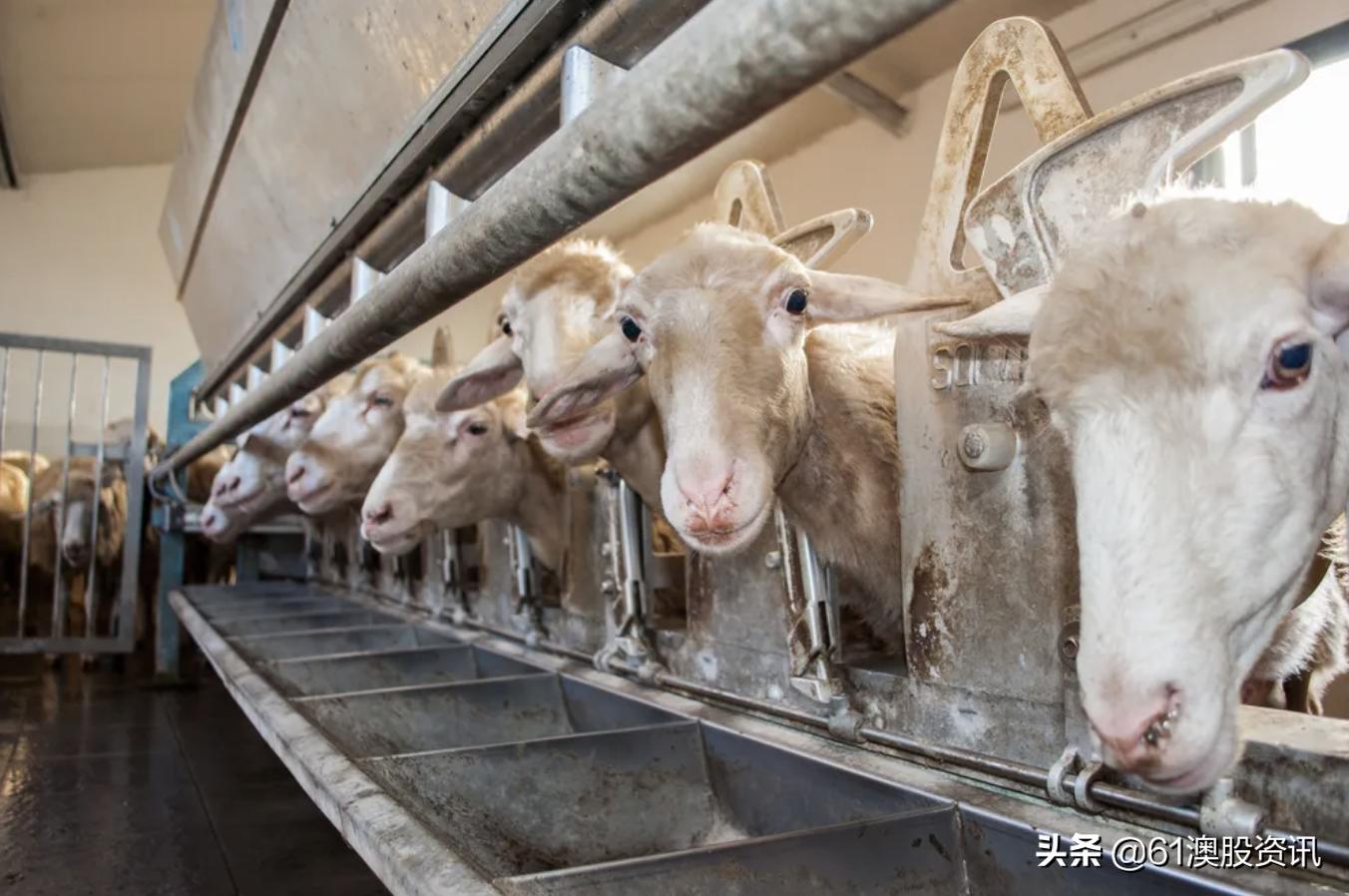 bubs羊奶粉上市公司,bubs羊奶粉曝光