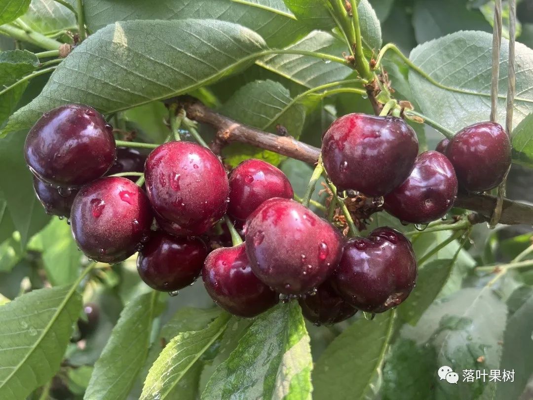 果树快速生长调节剂,植物生长调节剂果树专用
