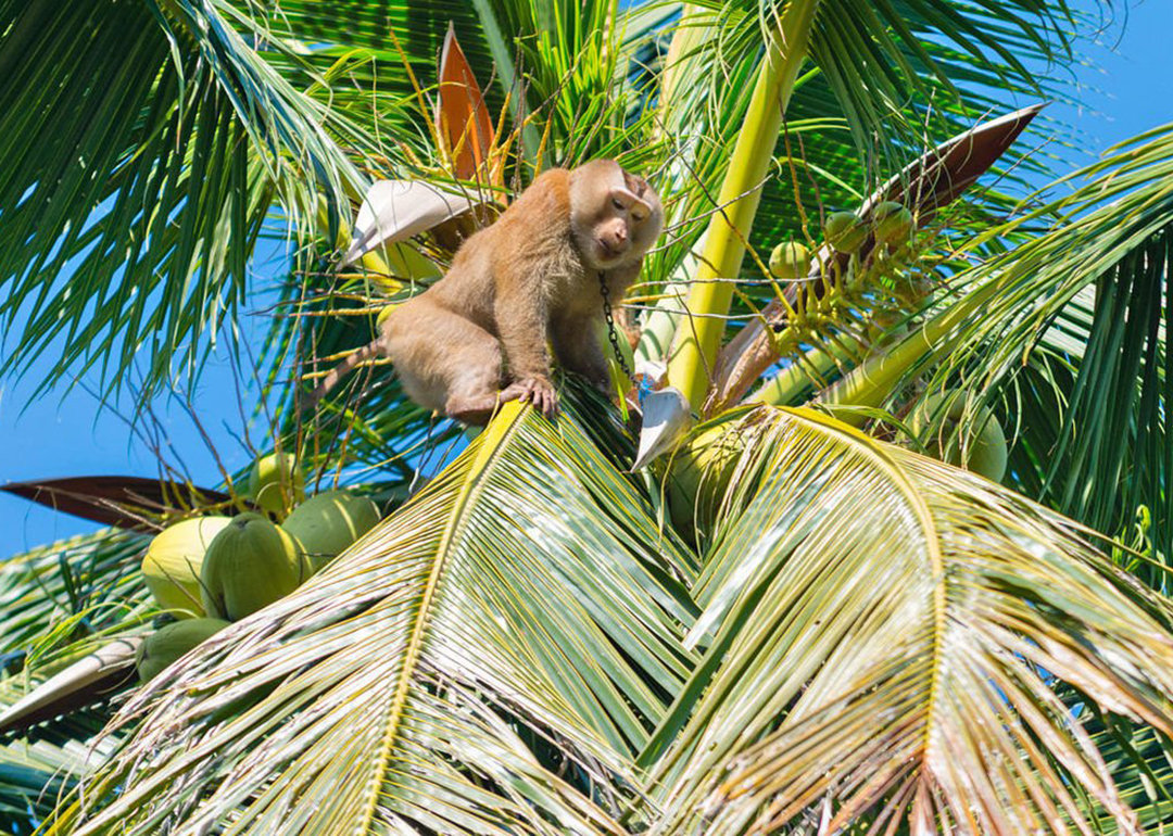 云南所有稀有动物猴子,云南稀有野生动物猴子