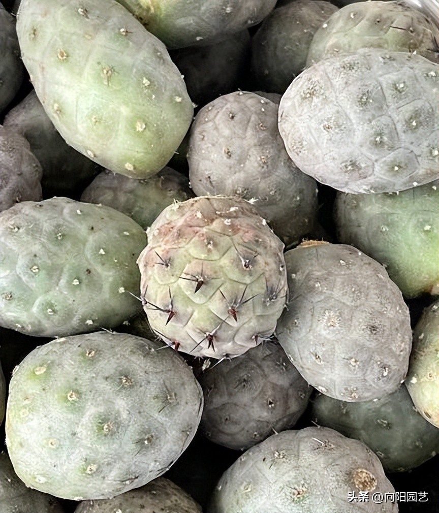 习志野仙人球发根方法,所有仙人球都适合露养吗