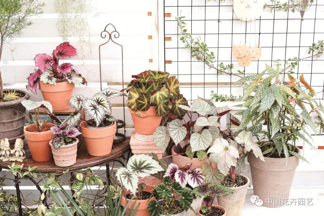新兴的花卉盆栽,新兴花木盆景