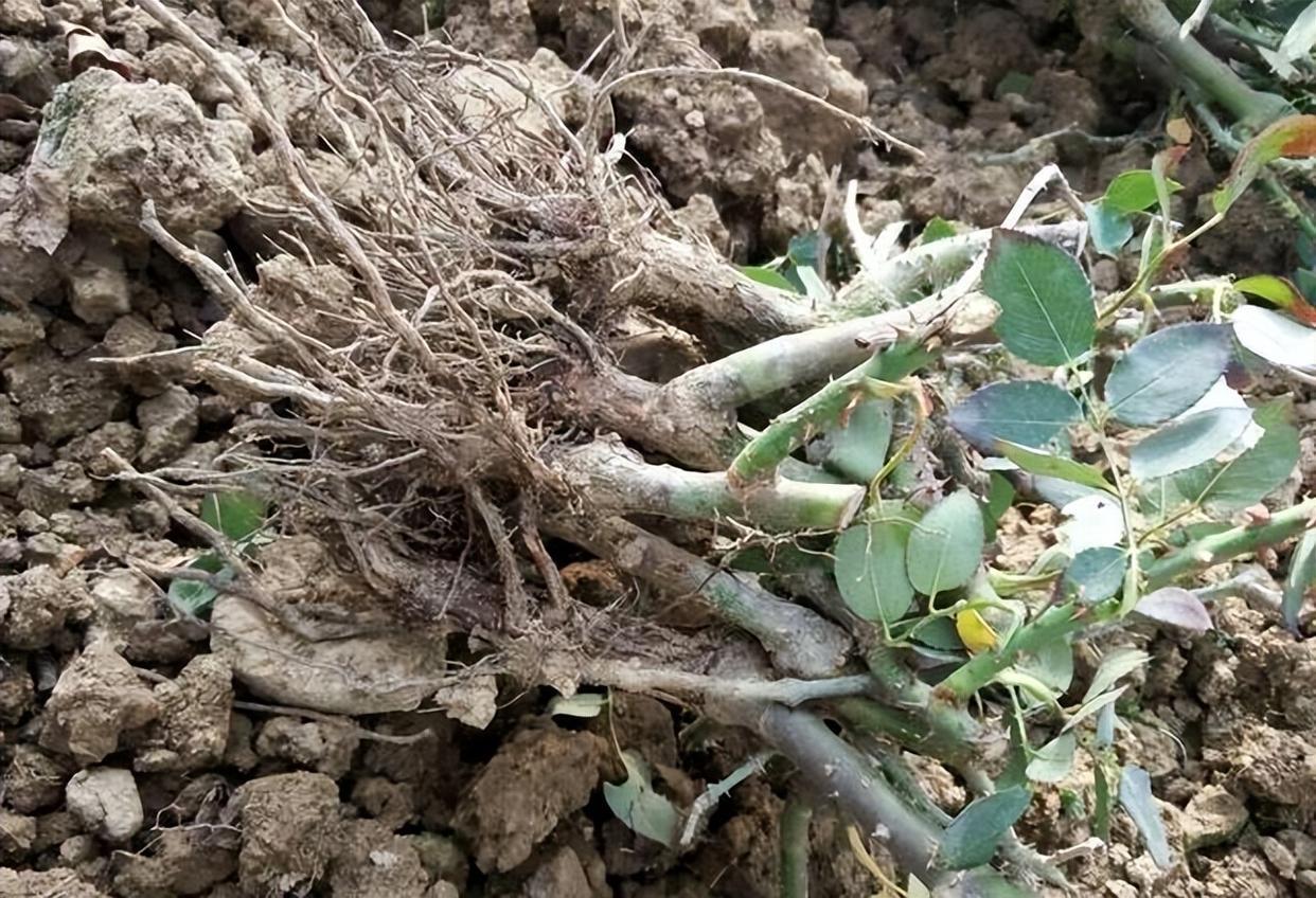 裸根老桩月季需要套塑料袋吗,裸根苗月季多少钱