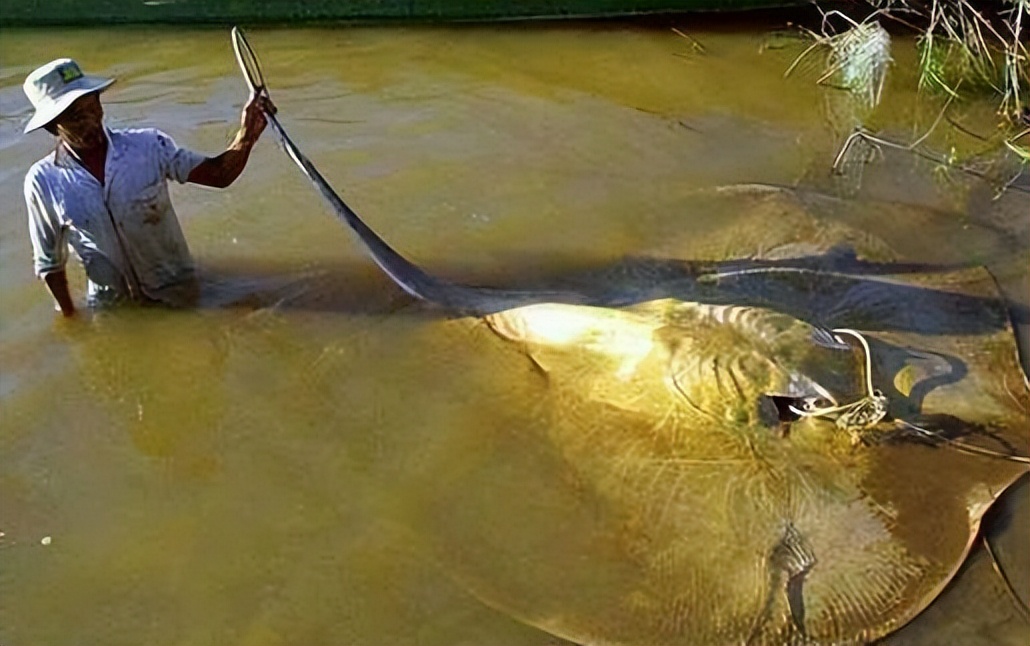 超过15斤的大淡水鱼,大猪300多斤