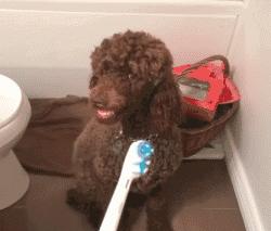 狗狗口臭怎么治疗最快最有效,狗狗有口臭怎么办最有效的方法