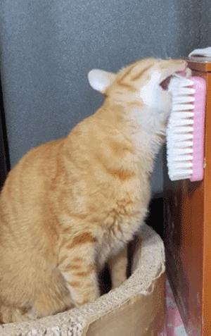 16个变态又实用的养猫妙招必看,养猫必看的100个技巧