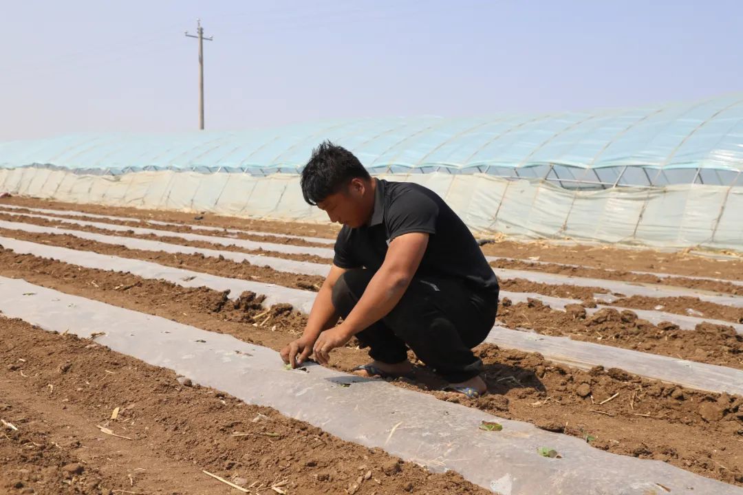 突泉县东杜尔基镇：小甜瓜敲开“致富门”