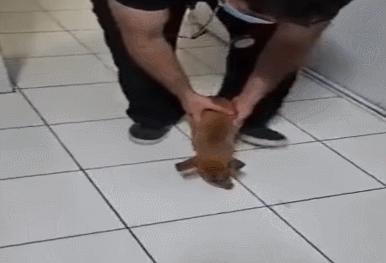 小狗狗被丢弃,狗狗被遗弃后引来众多狗疯狂报复