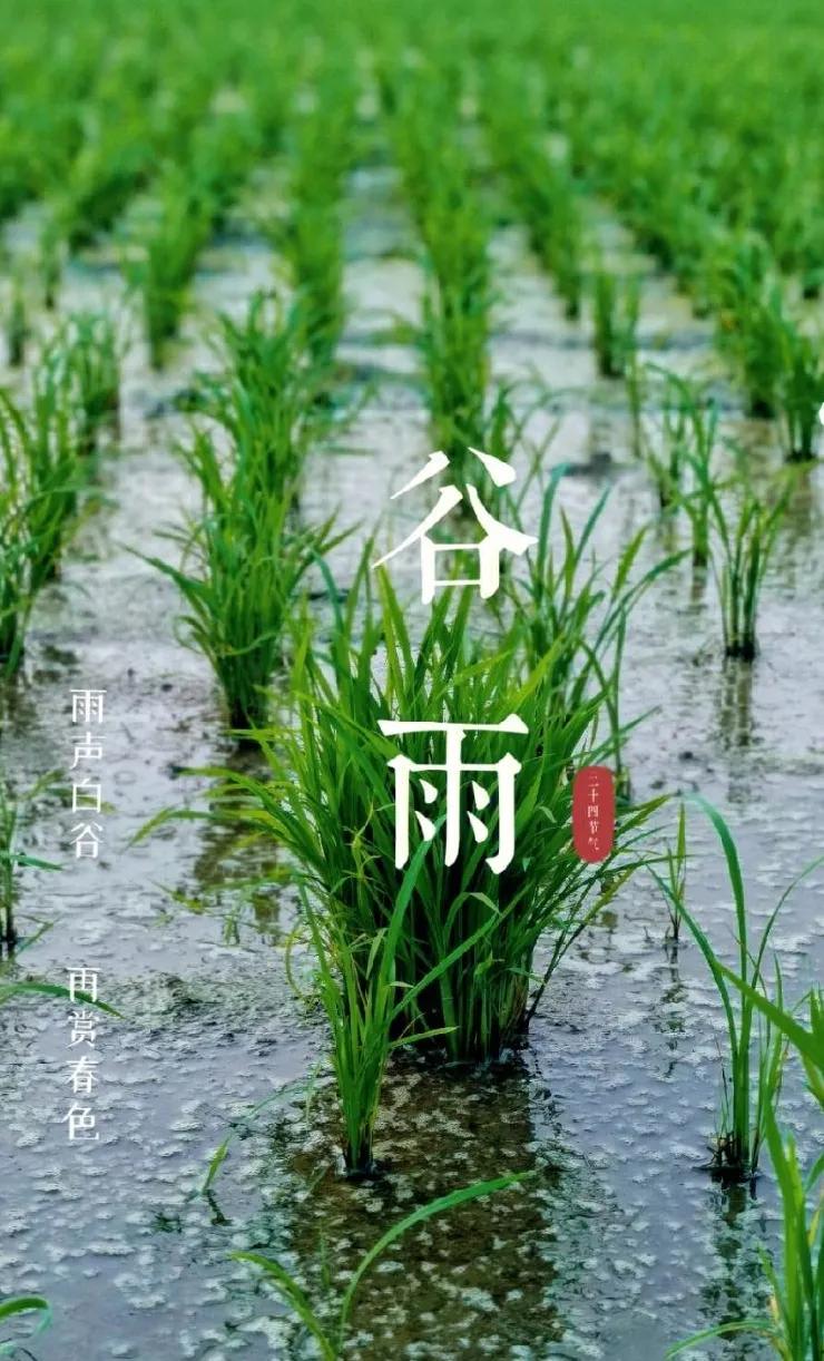 七律谷雨有雨,七律谷雨四首