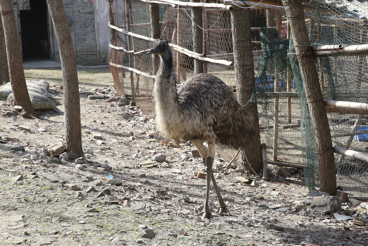 链球菌不光家畜发病,家禽也有,禽链球菌病的兽医知识