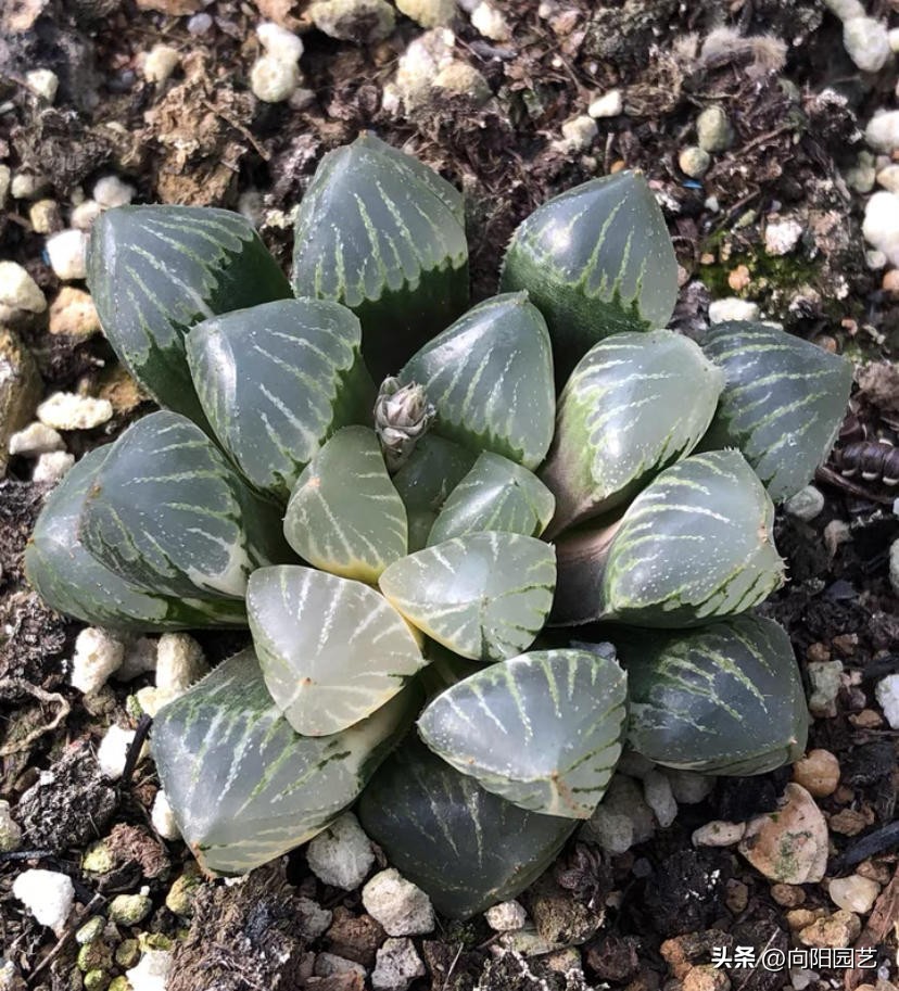 水养玉露生根,玉露不浇水能生根吗