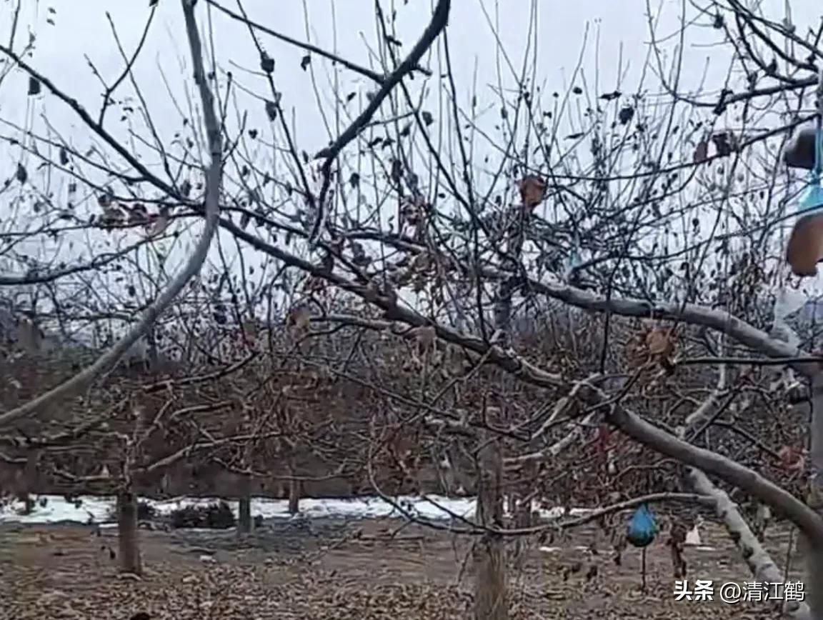 果树清园是先杀虫还是杀菌,果树清园管理方法