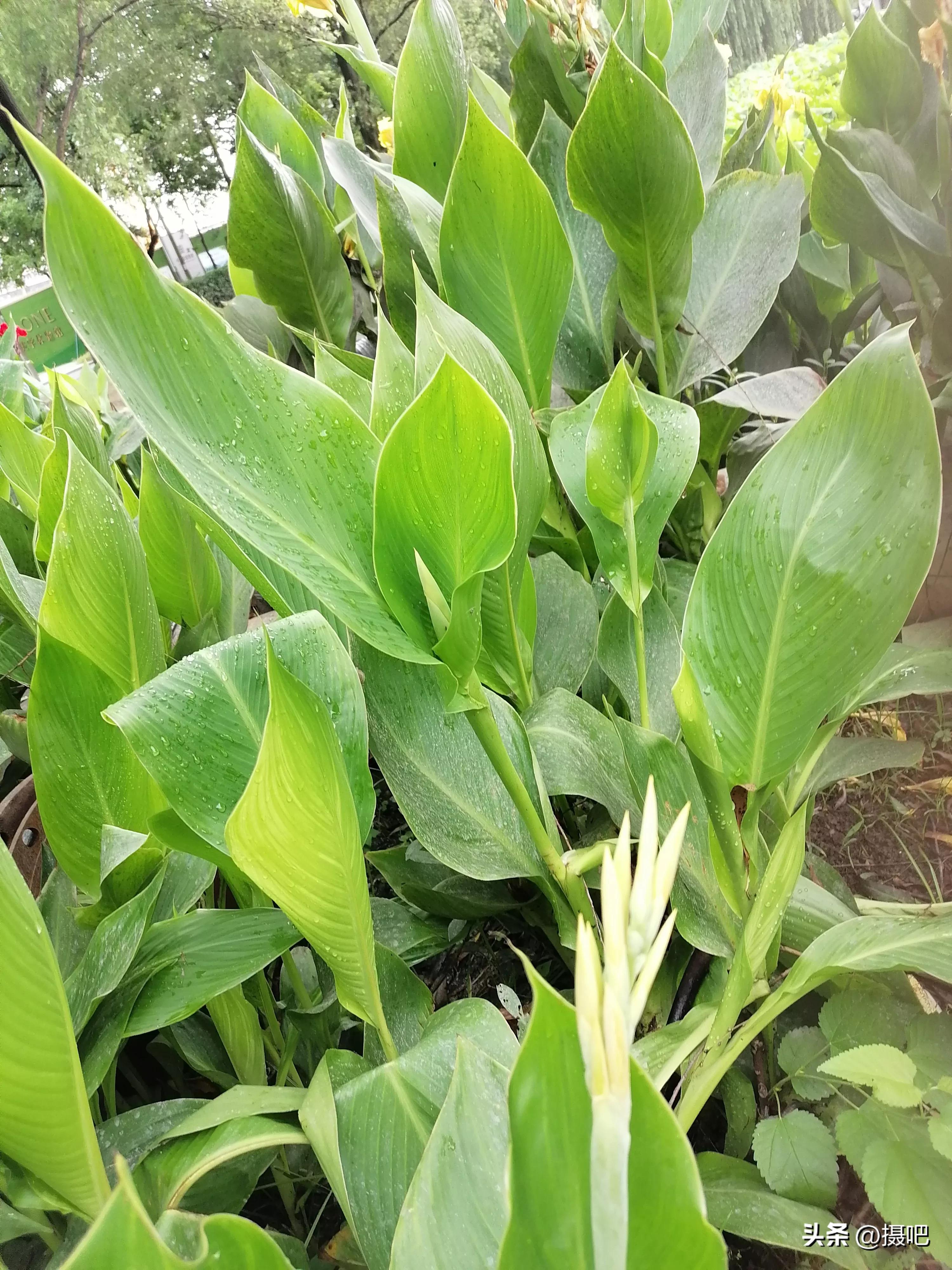 特大新鲜粽叶,大粽叶长在什么地方