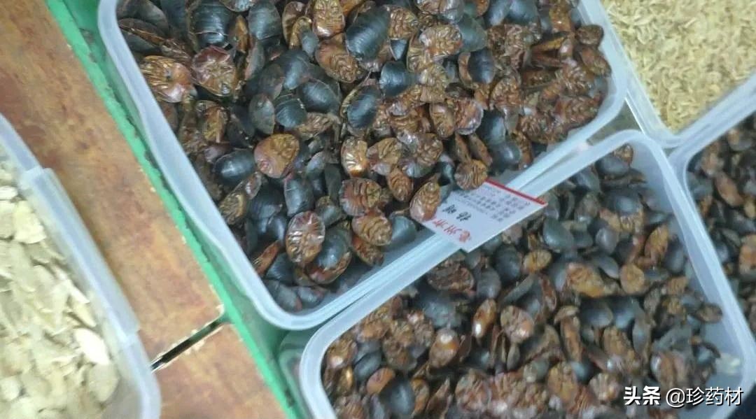 12月27日中药材市场快讯：连翘、柴胡、山楂、僵蚕、板蓝根、菊花