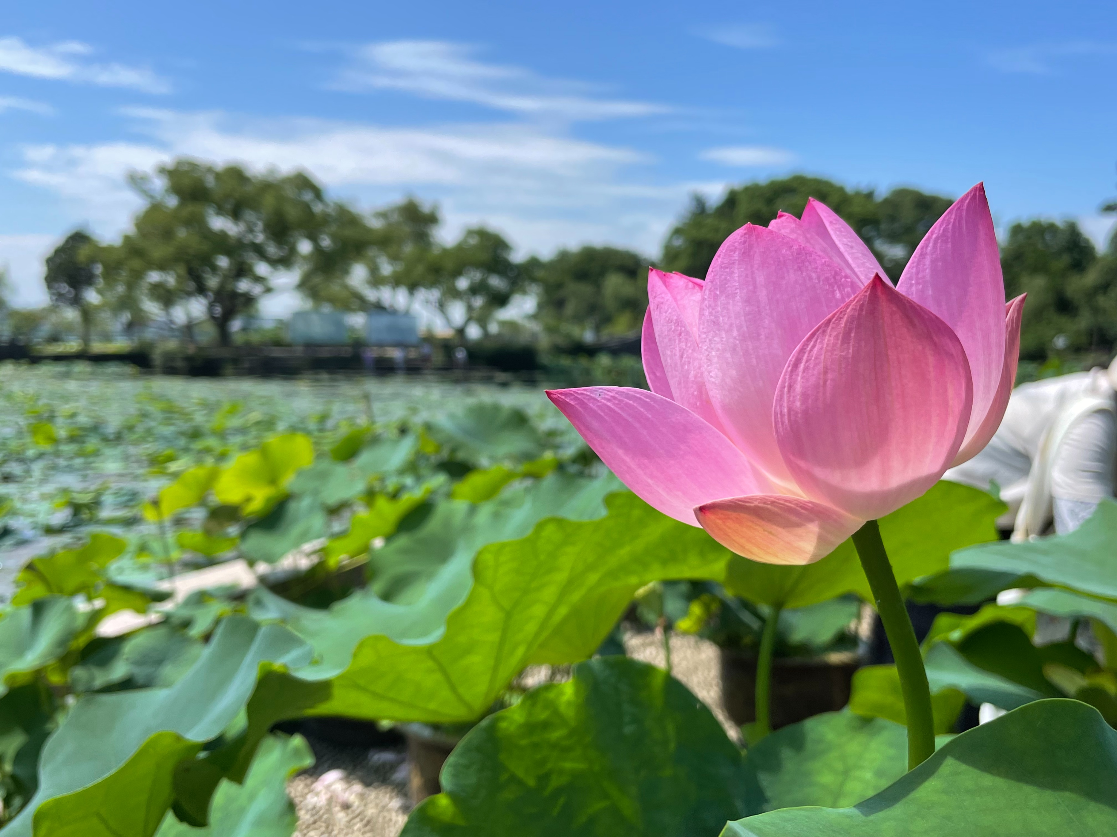 南方四季中小型睡莲,国家植物园睡莲