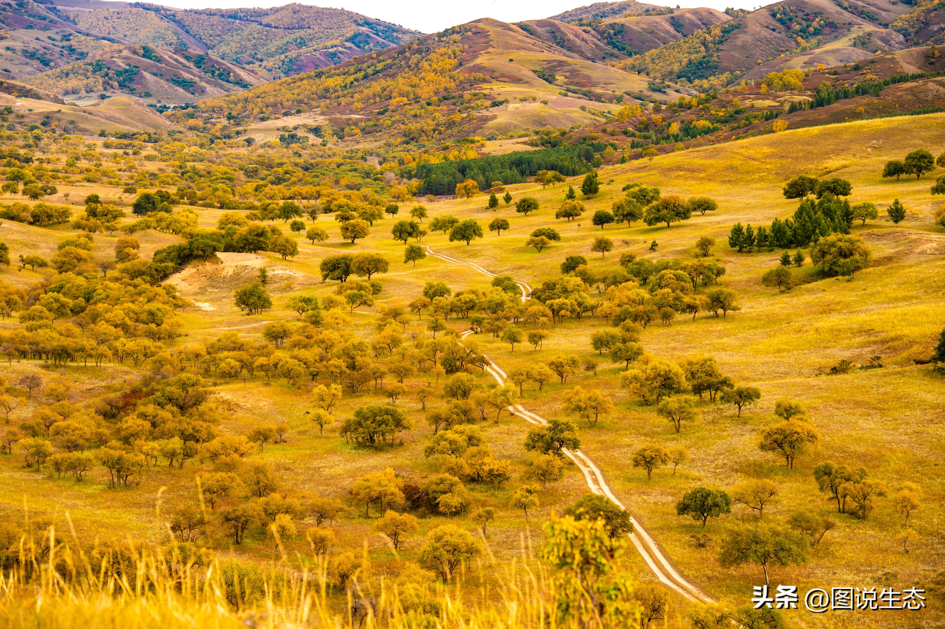 坝上草原游玩的好去处,锡林郭勒大草原和丰宁坝上