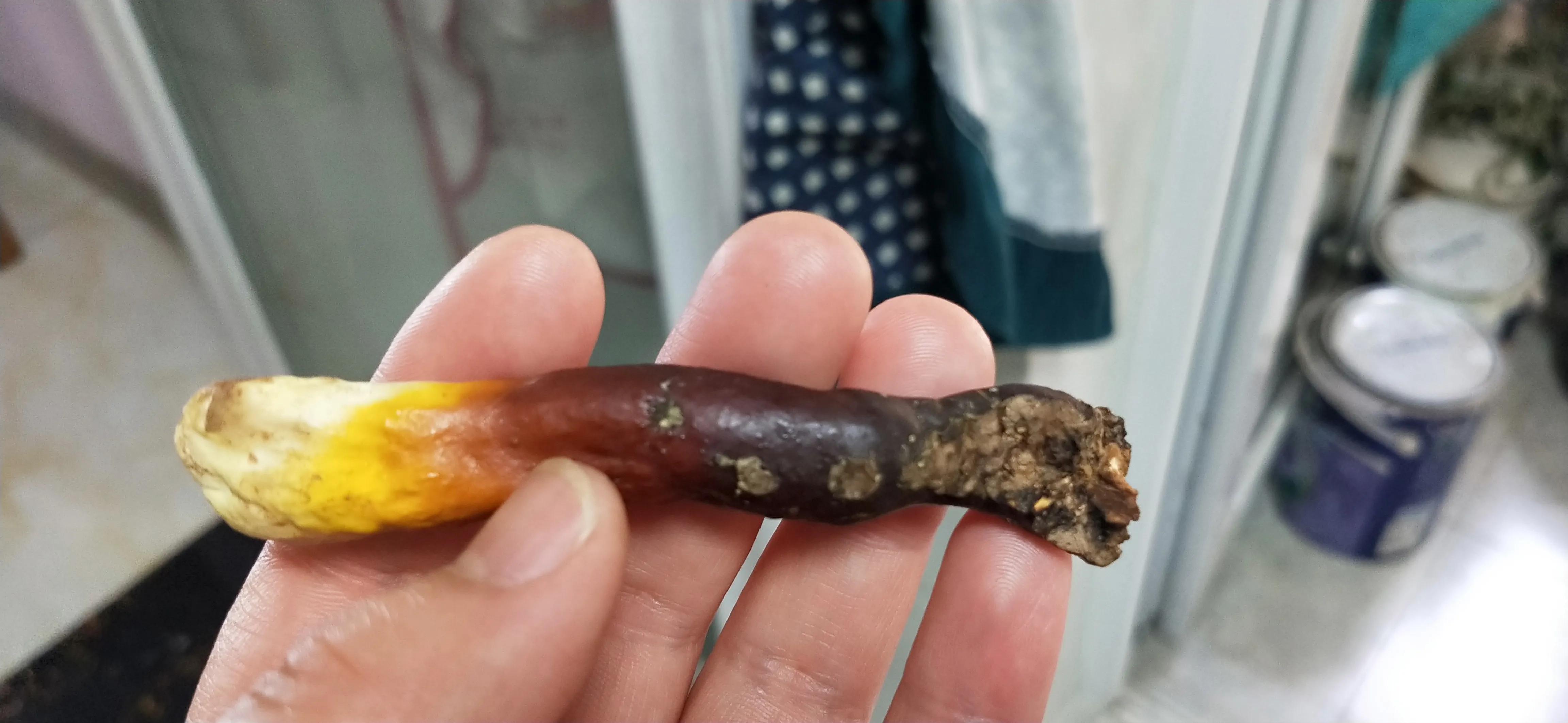 偶遇灵芝,有缘才能见到灵芝