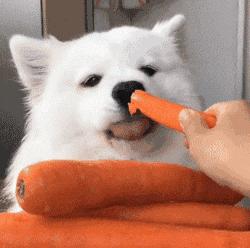 养狗吃什么营养品防止狗生病,养狗喂什么饲料狗狗长得快