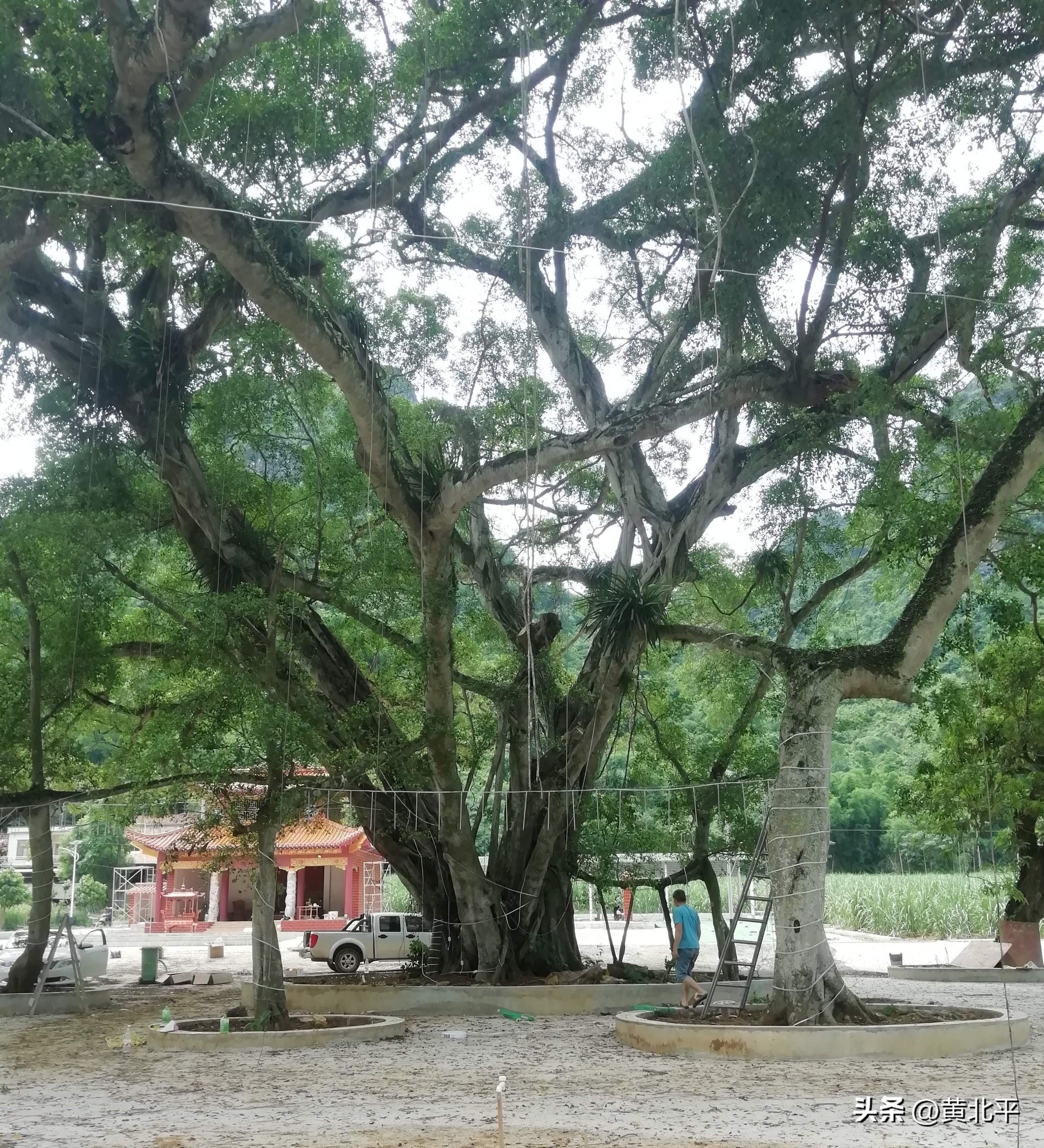 广西大山发现一棵榕树,广西发现古榕
