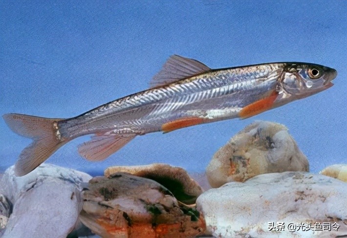 钓鱼钓到保护鱼种放了违法吗,钓鱼犯法的鱼类有哪些种类