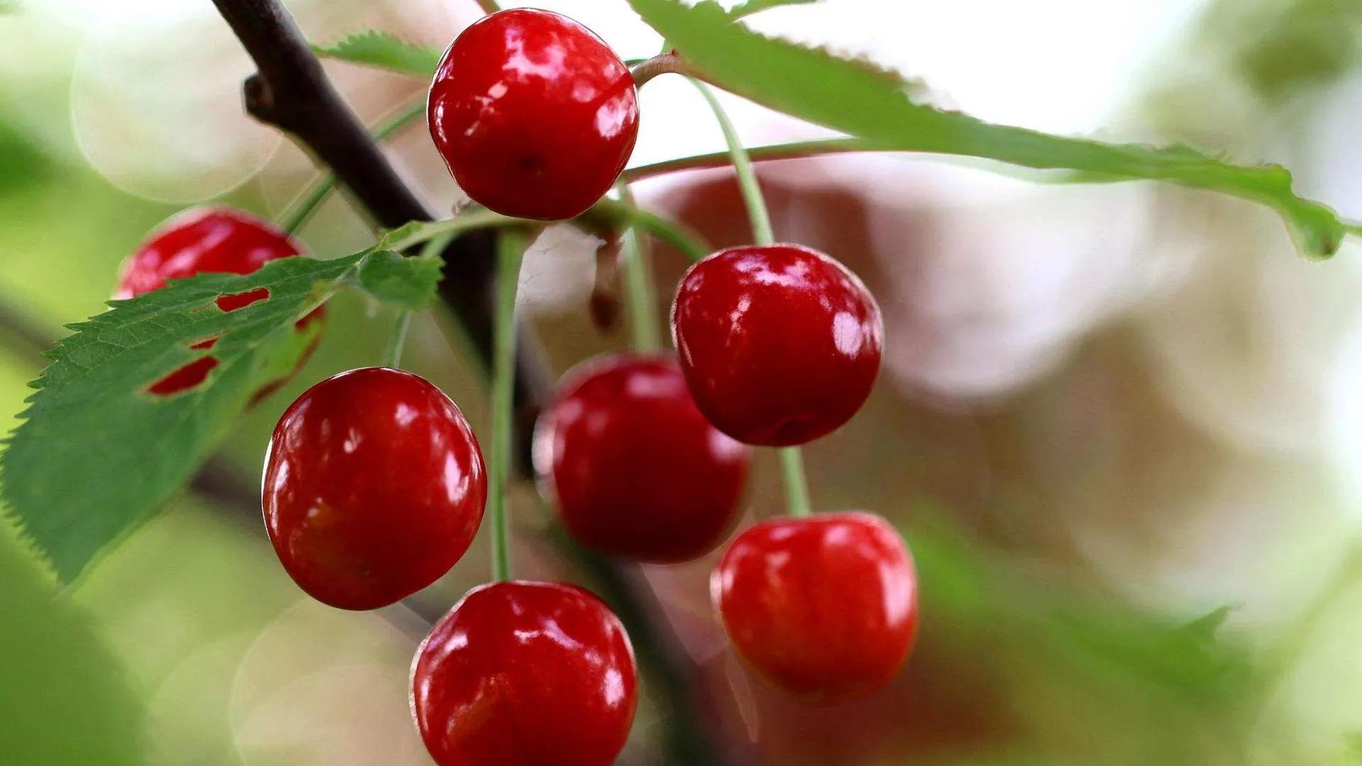 立夏见三鲜指什么,立夏见三鲜是哪三种