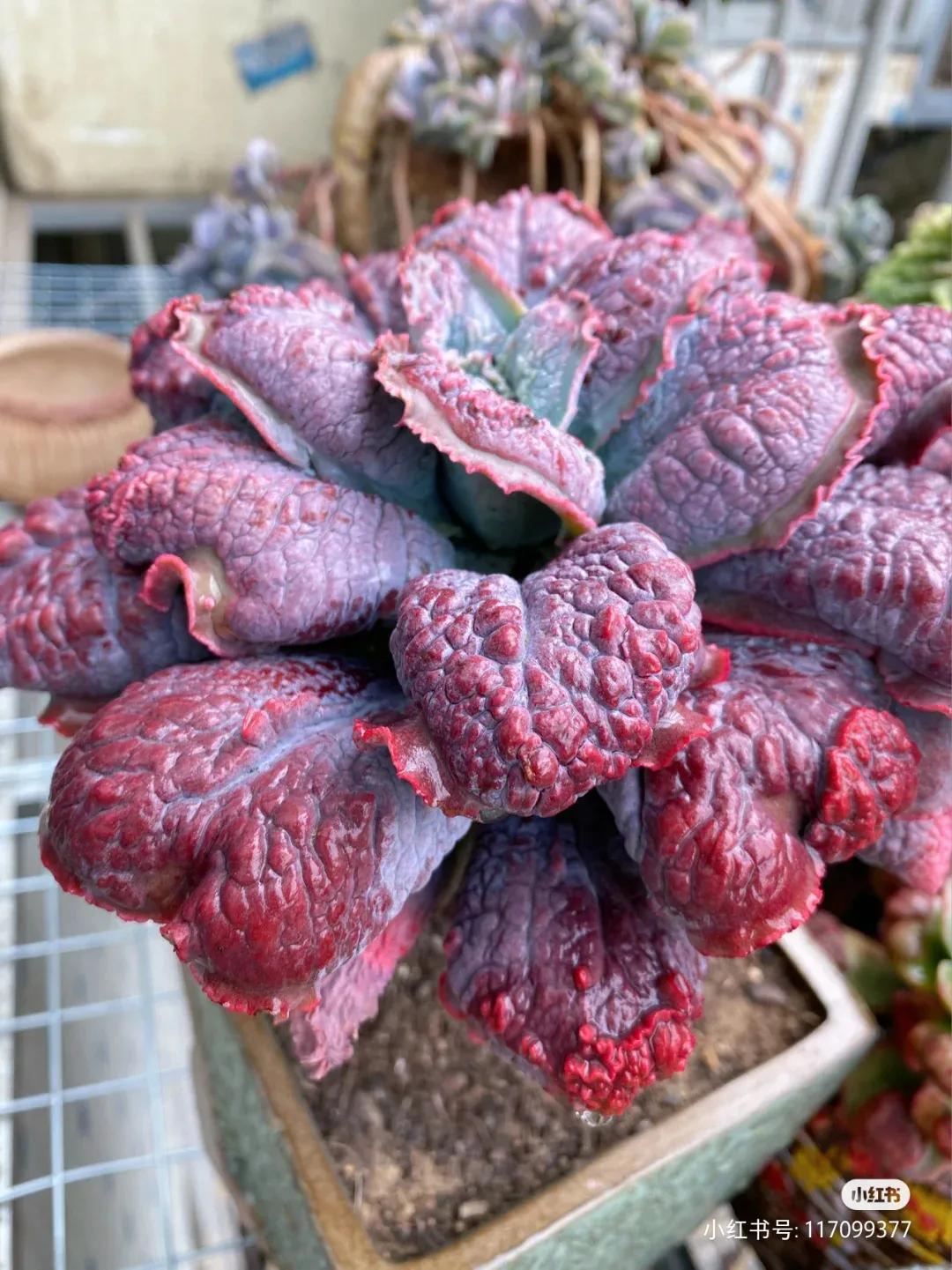 多肉专治强迫症,瘤子多肉植物