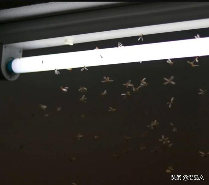 下雨后水蚁还会出现吗,下雨天水蚁怎么处理