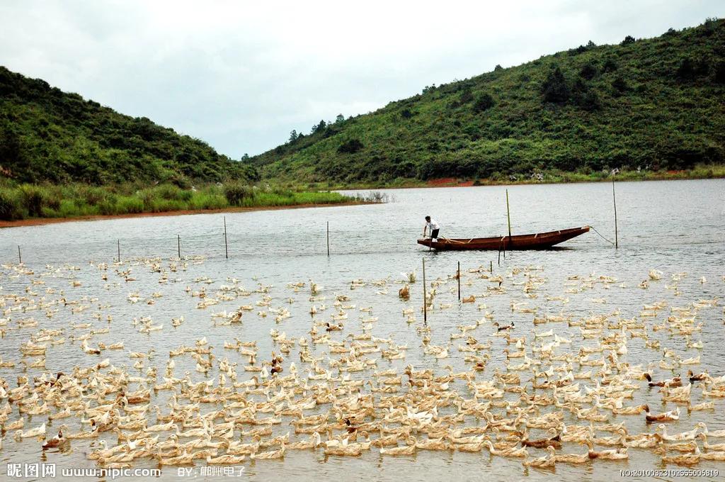 农村搞养殖能赚钱吗,农村养殖什么不愁销路且利润大