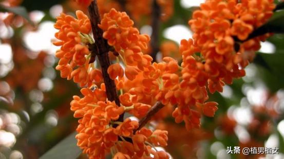 富不富门前栽这六棵树,富不富门前三棵树