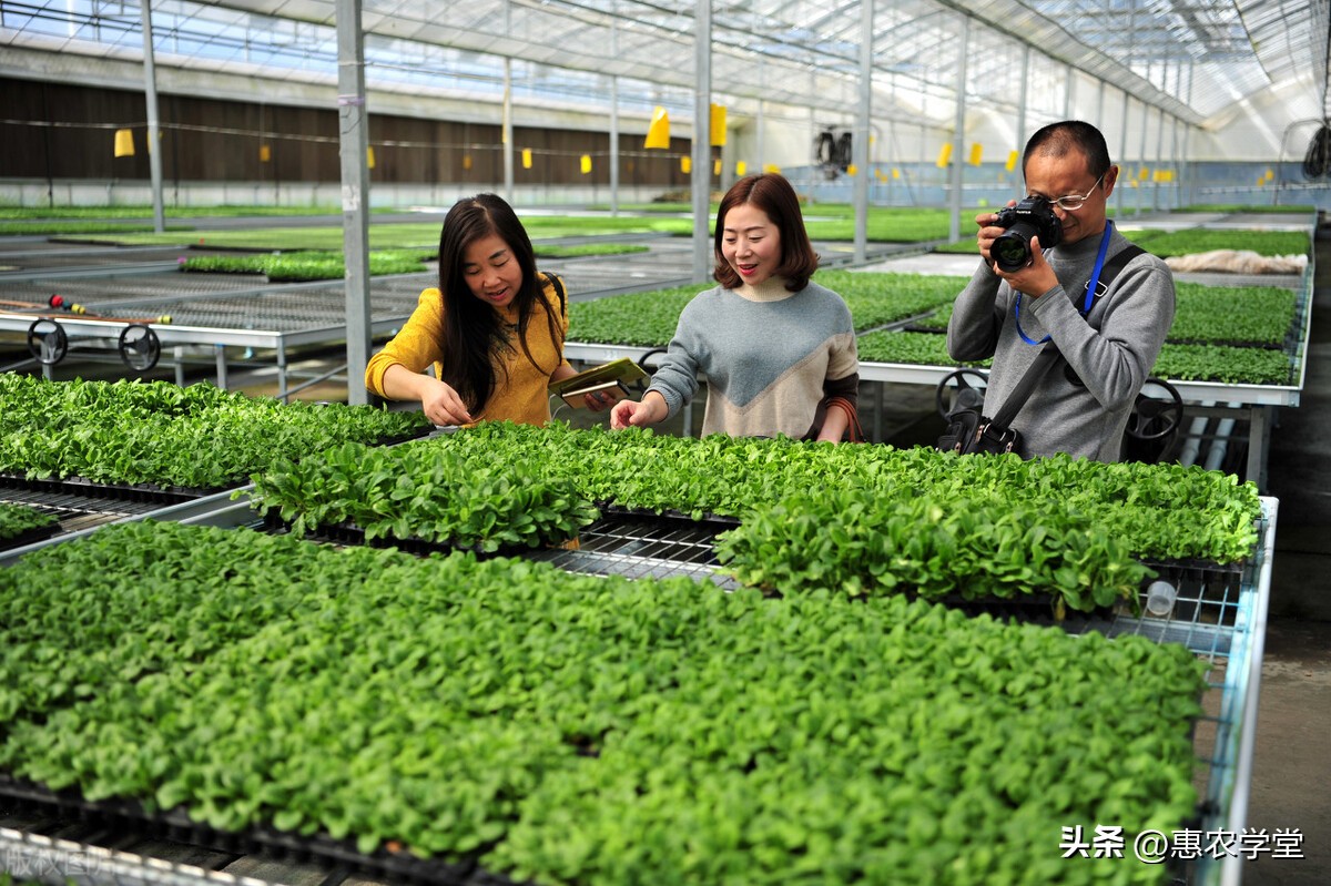 中国种子种苗市场,今日种苗价行情