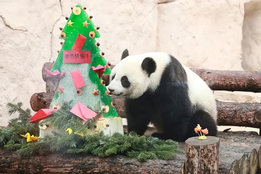 熊猫在各国的待遇相差到底有多大,熊猫在各国待遇