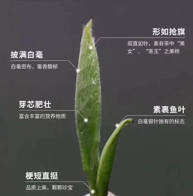 白茶为什么会返青,华源的白牡丹