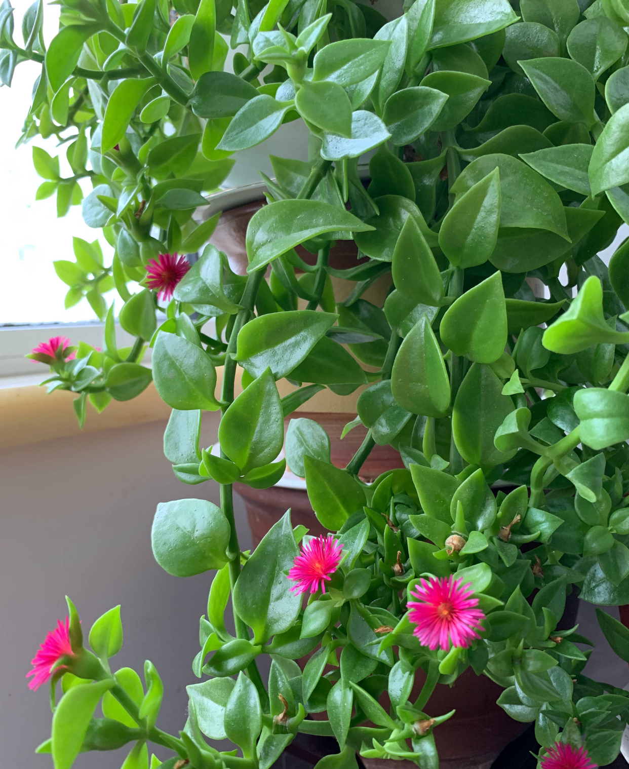 老中医喜欢十大食材,老中医五种食物养生100岁