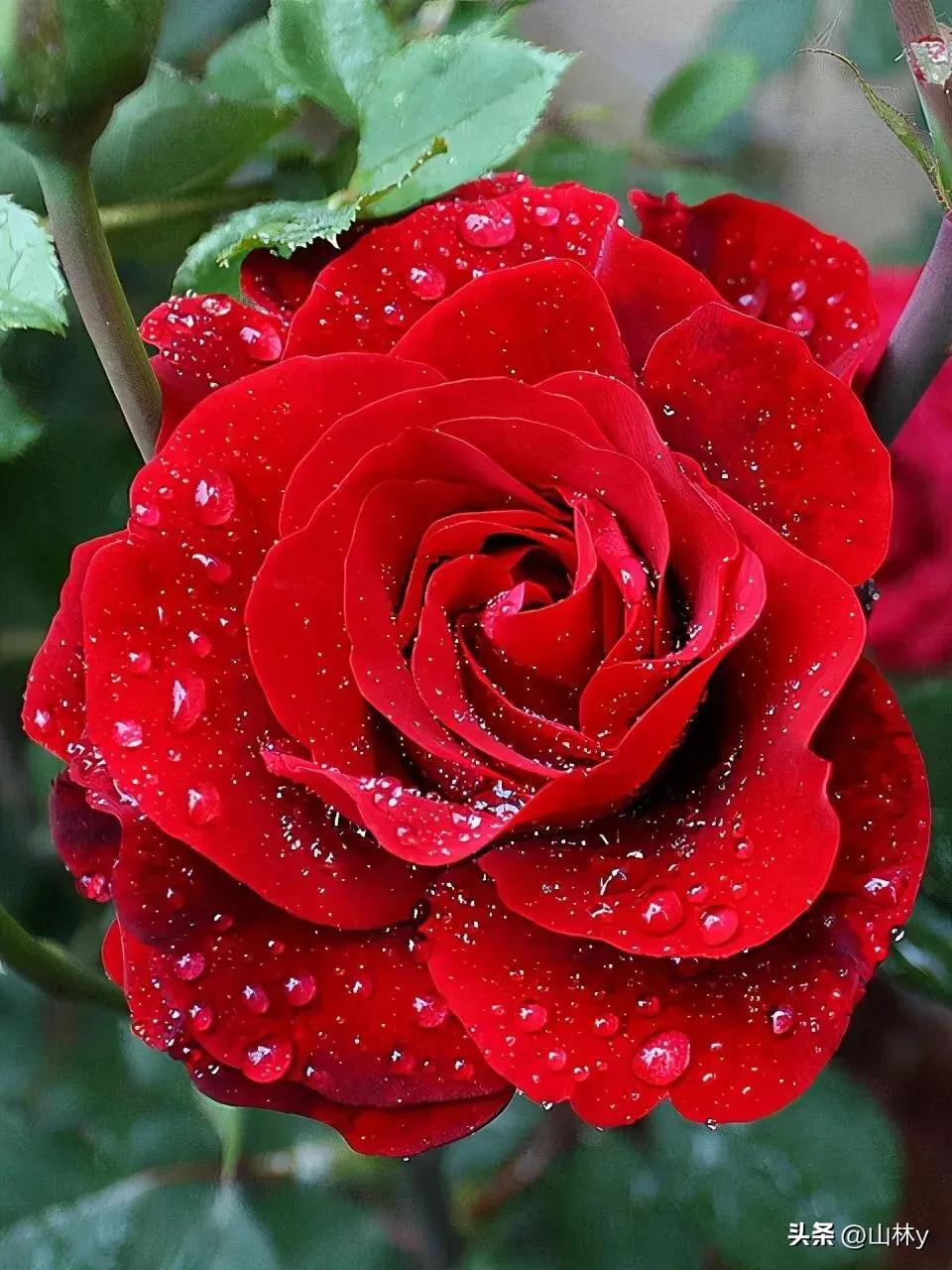 分享玫瑰花的图片,最美的玫瑰花送给最漂亮的你图片