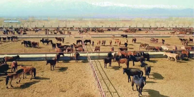 挑战新冠病毒,挑战病毒感冒