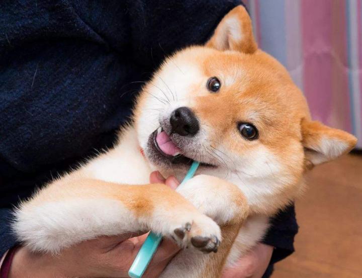 用养人的方法养狗,长期养猫的6大好处