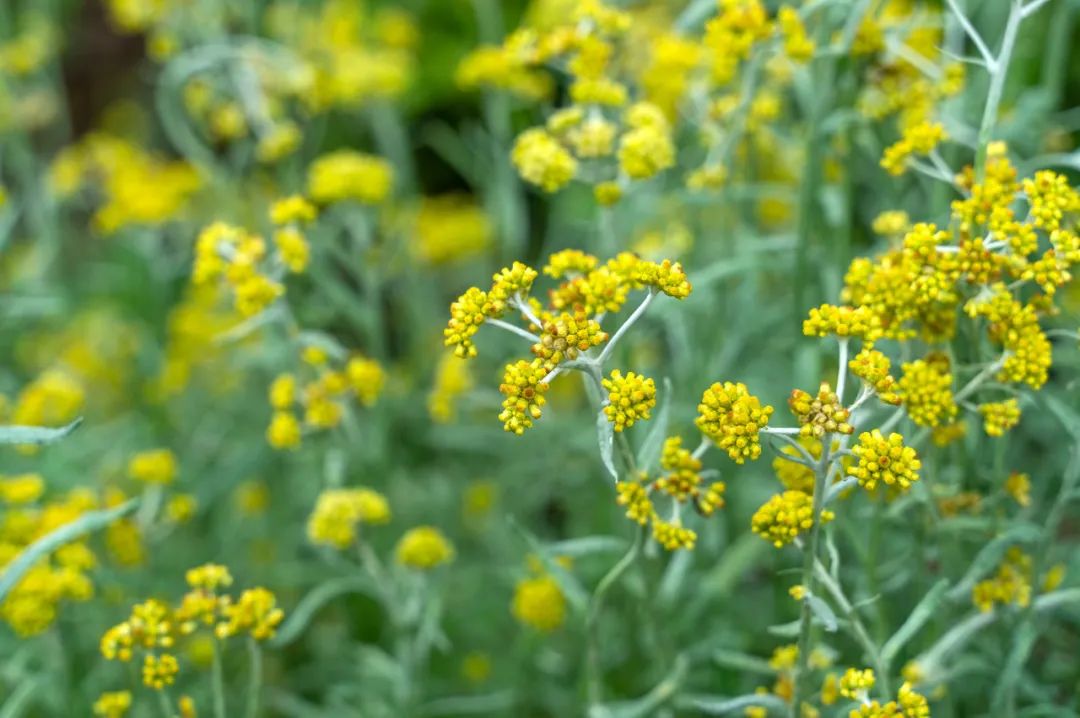 野菜是不能随便吃的,郊外的野菜别乱吃当心中毒过敏