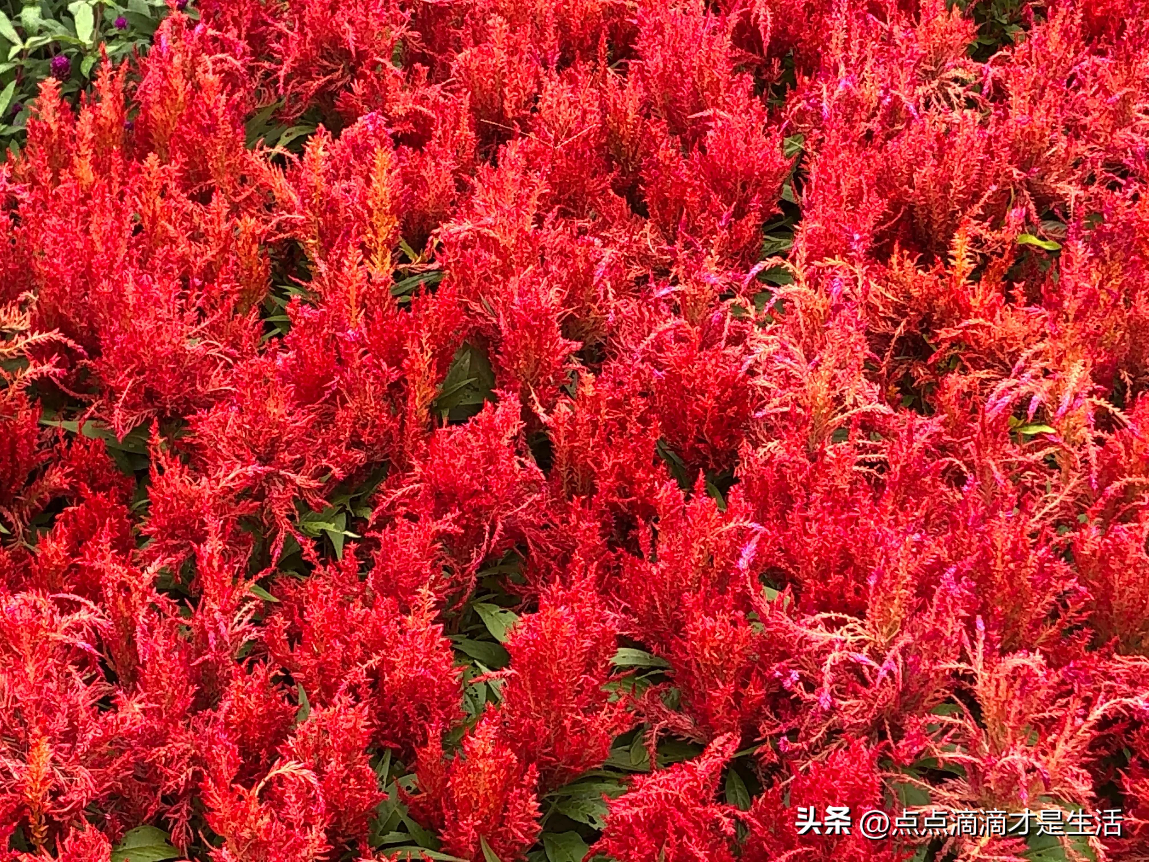 广州云台最美的花园,广州白云云台花园拍照