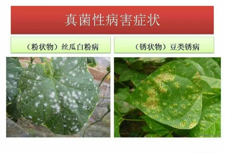 农作物细菌病与真菌病辨别,作物真菌细菌病毒病害的区别
