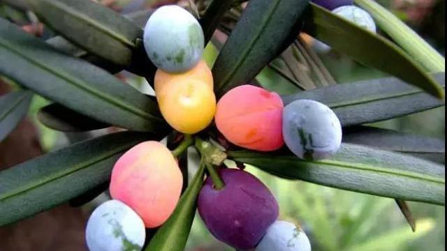 罗汉稀有品种,罗汉鱼寿命