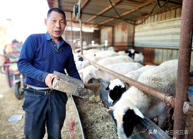 养羊50只第二年能赚多少钱,新手养羊20只一年赚多少钱