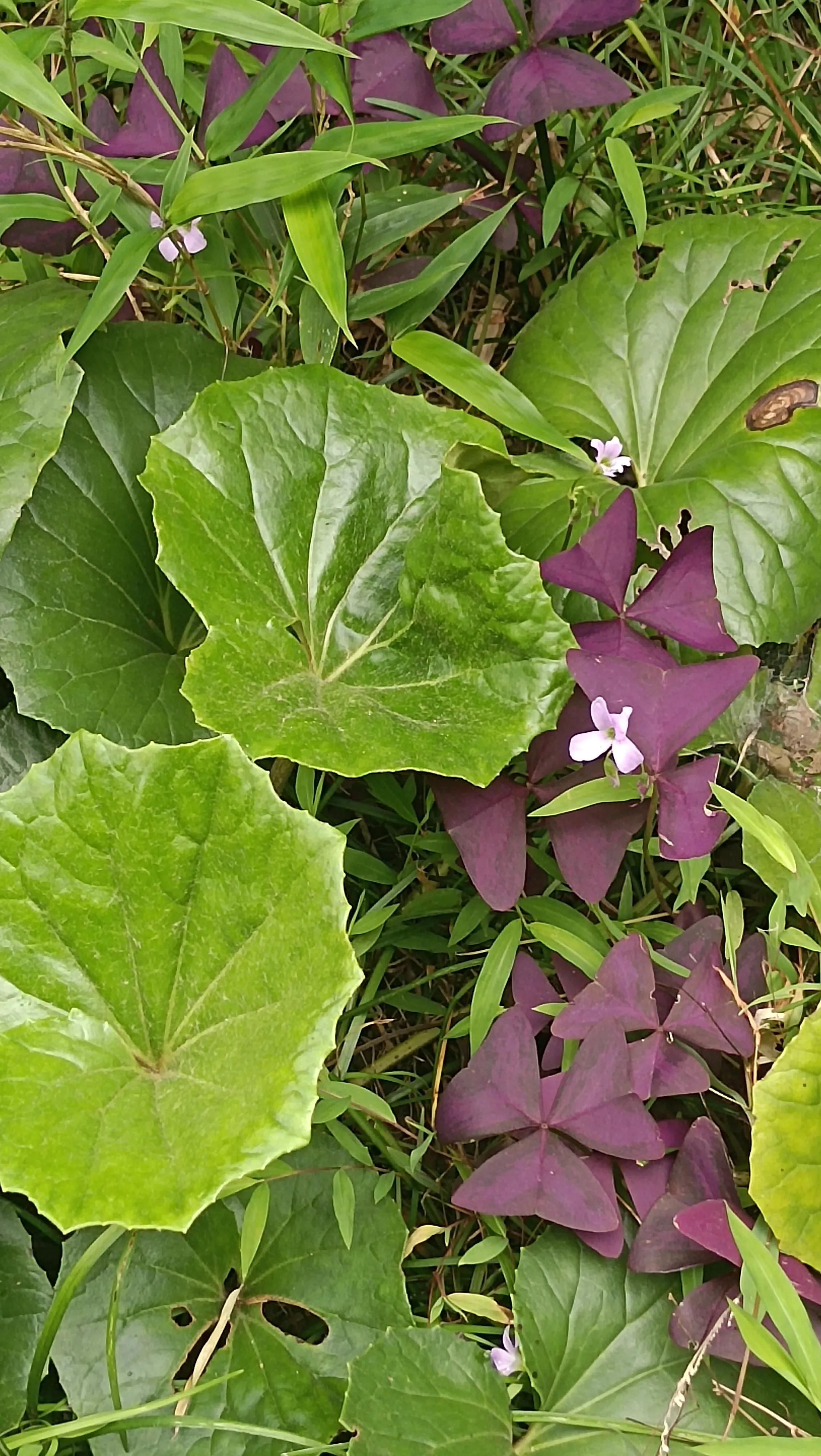 心慌心悸焦虑不安失眠有什么食疗,心悸失眠焦虑吃什么药