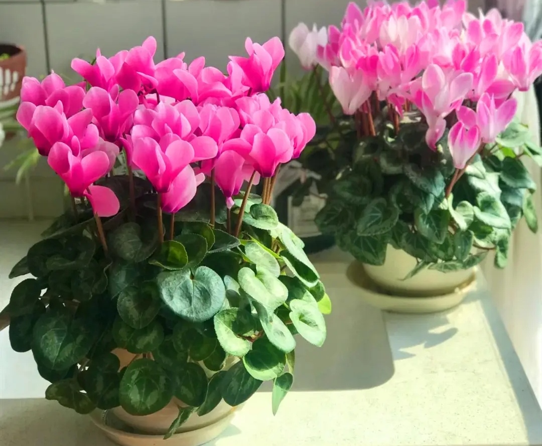 十种适合春节养的花,春节养什么花开花最好看