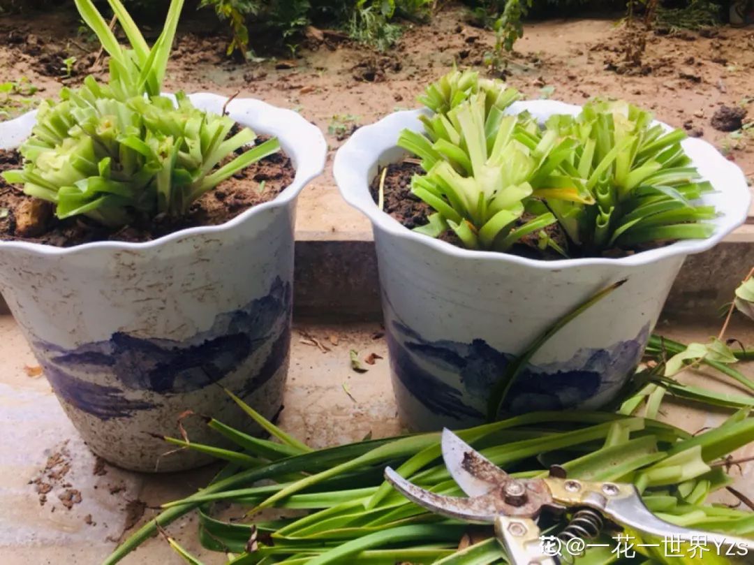 给花剃头,发财树剃光头后发了新芽长不大