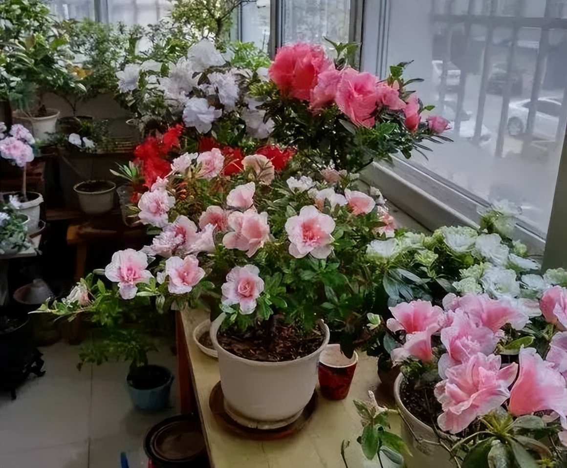 杜鹃花掉绿叶怎么办,杜鹃花只长绿叶不开花是为什么