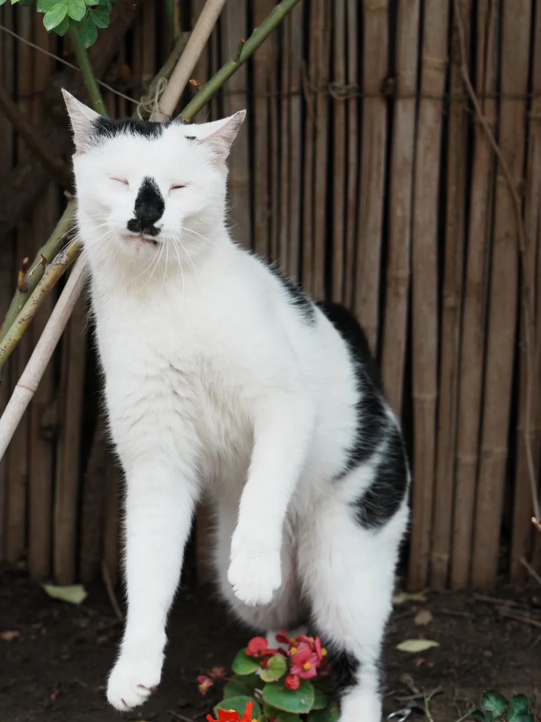 让小猫咪来治愈你,小猫咪可以治愈一切不开心的事情