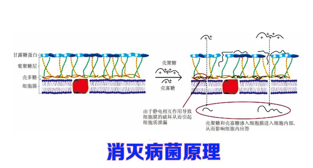 壳聚糖抑制作物病害案例,壳聚糖在植物上怎么用