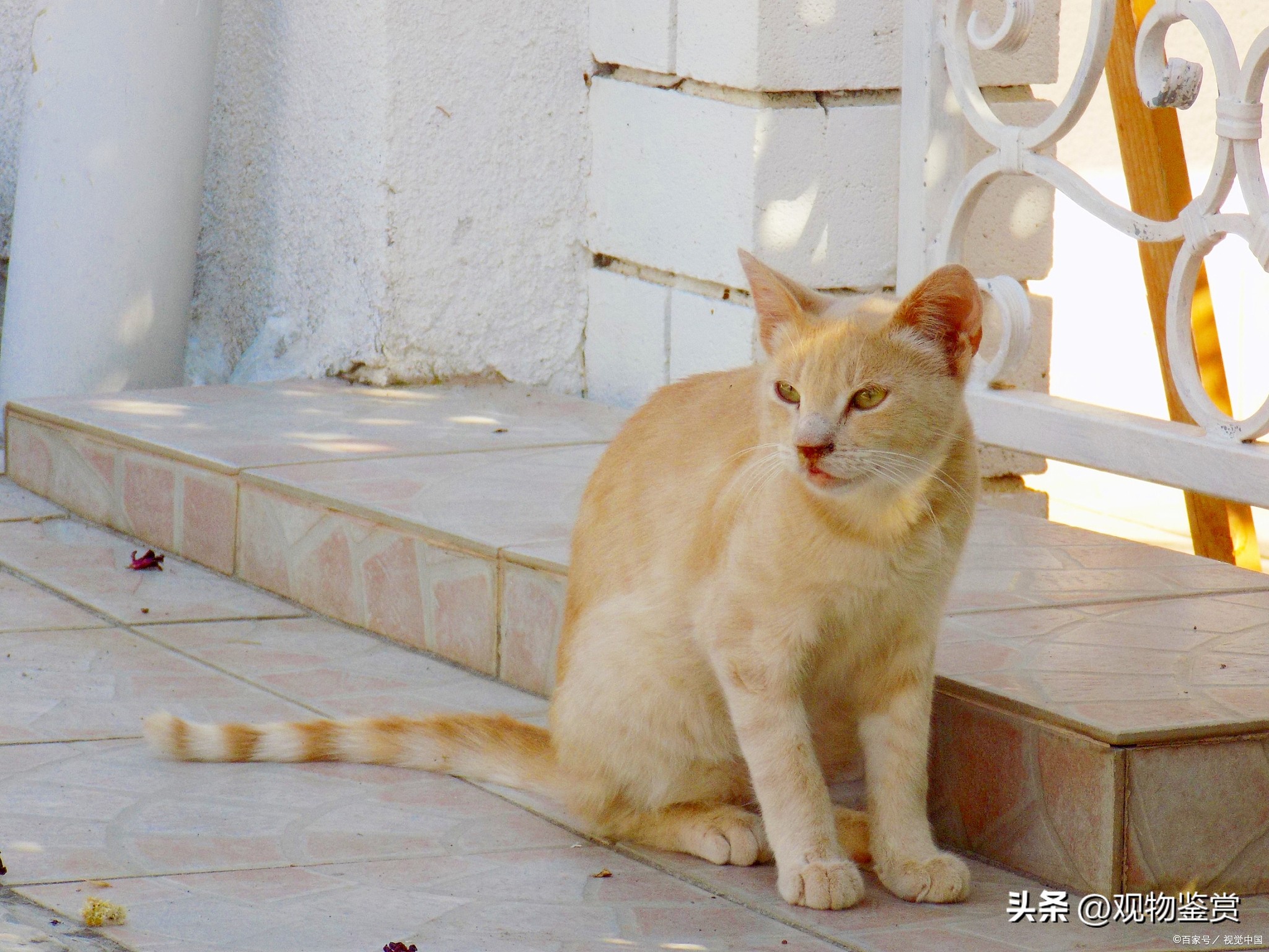 橘猫公猫独有特征是什么,橘猫是公猫还是母猫呢