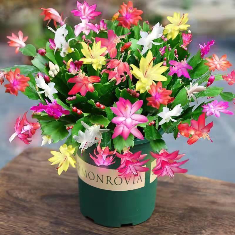 室内养什么花晚上释放氧气,房间养什么花好睡眠