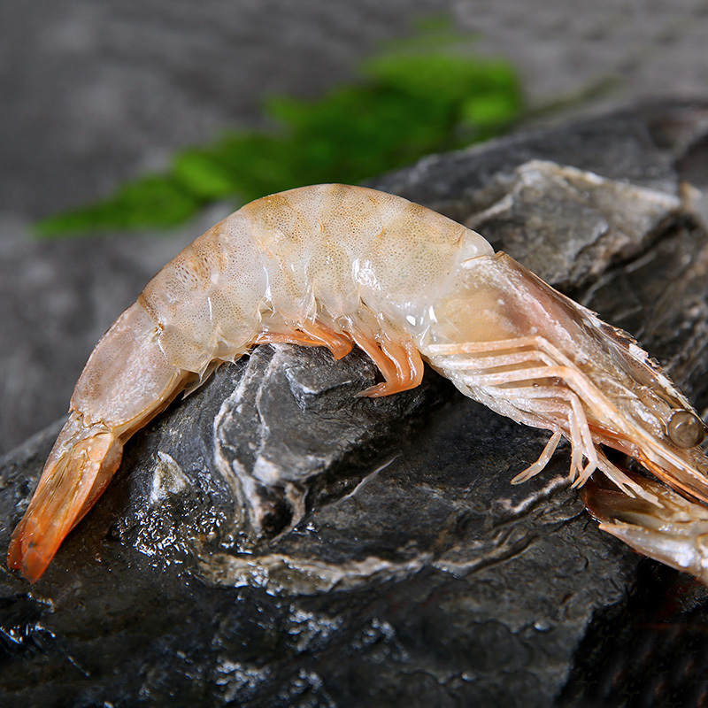 买大虾用什么好,买虾要牢记这几点