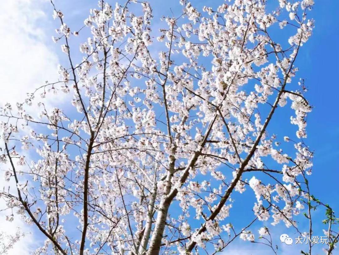 超级美的樱花美景全景,浪漫樱花海美景图